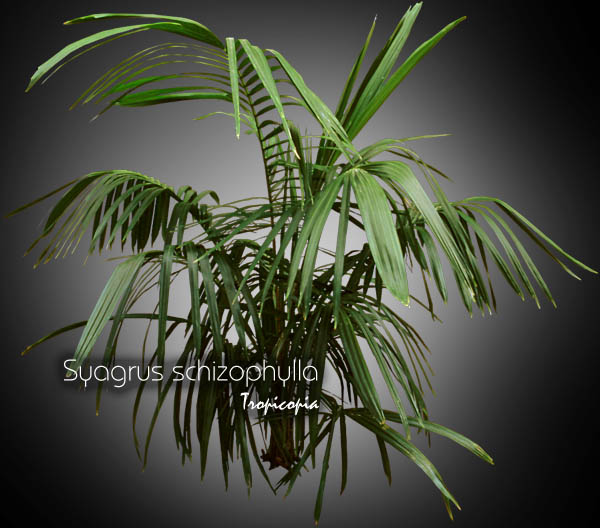 Palm - Syagrus schizophylla - Parrot palm